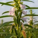 Gingelly Plant: Uses, Benefits & Growing Tips