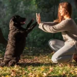 The Importance of Early Training for New Pets