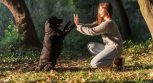 The Importance of Early Training for New Pets