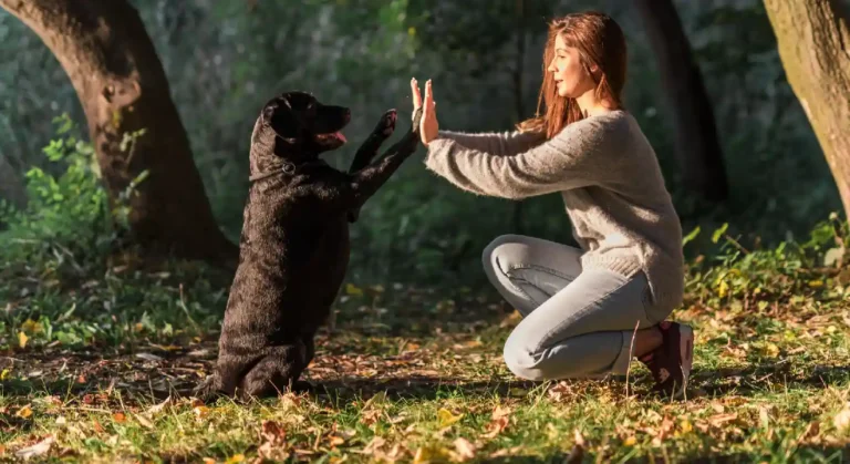 early pet training tips