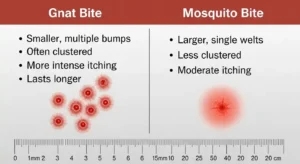 Do Gnats Bite? How to Identify, Treat, and Stop the Itch